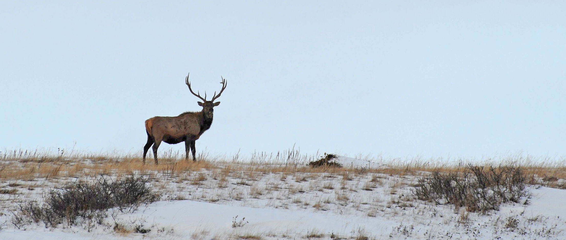 Elk